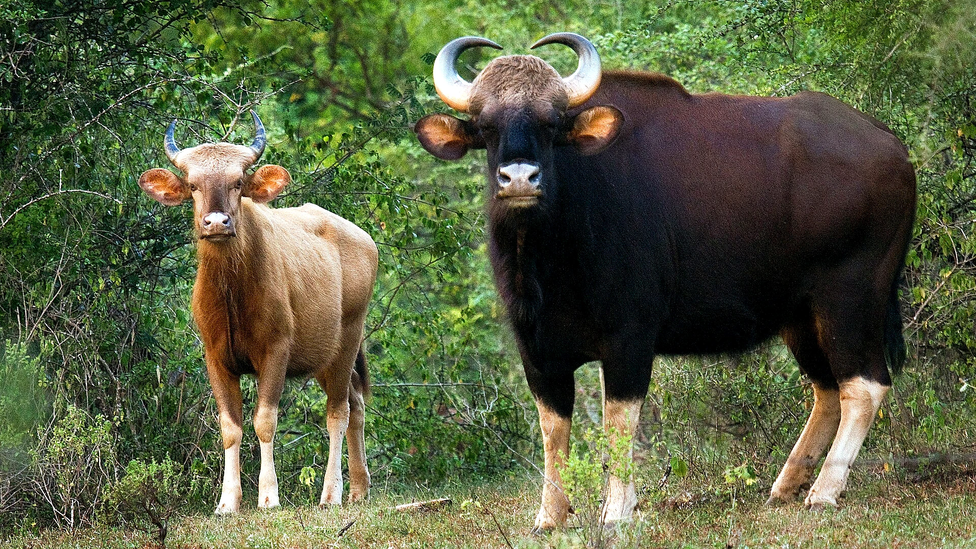 Famous place image of Ernakulam
