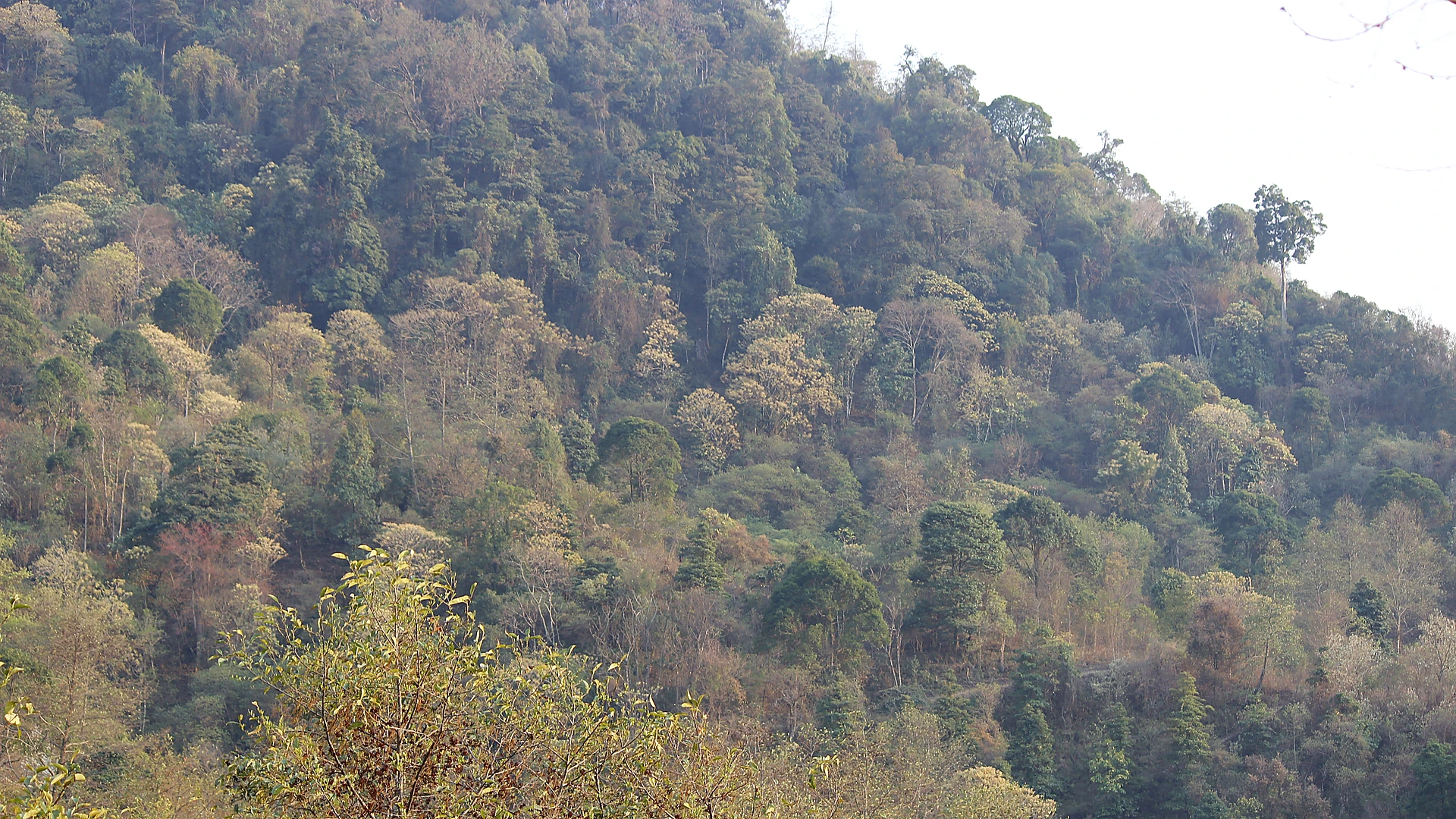 Famous place image of Kiphire