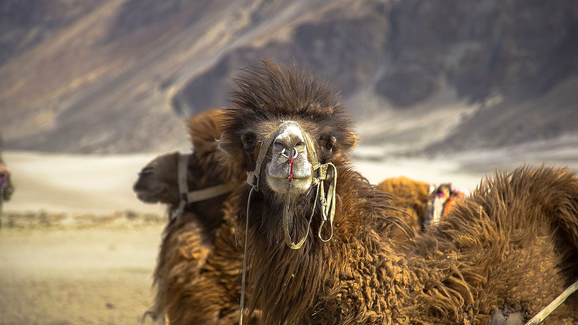 Famous place image of Nubra