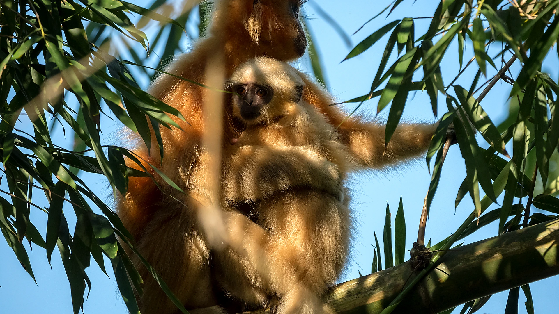 Famous place image of Tamulpur